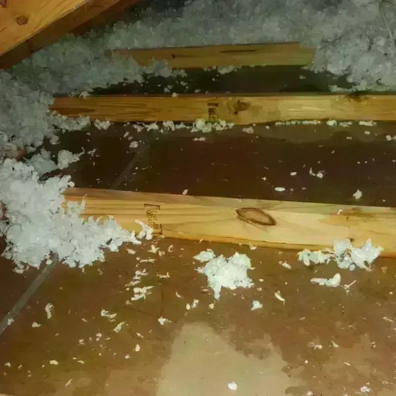 Attic Water Damage in Bodega Bay, CA